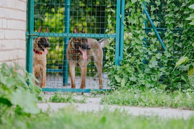 Co je pies domowy na co zwrócić uwagę w codziennej diecie?